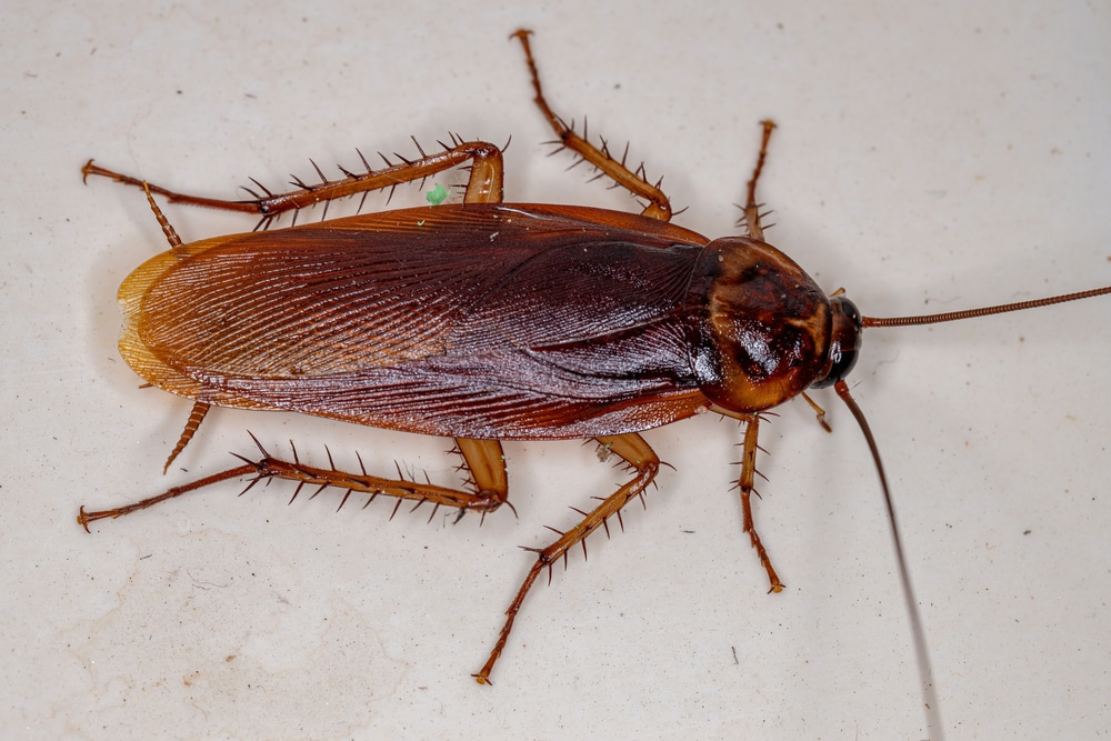 American cockroaches UK (Periplaneta Americana)