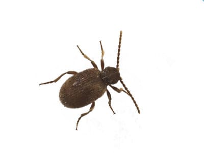 Australian-Spider-Beetle-Ptinus-Tectus-Pest-Solutions-Pest-Control