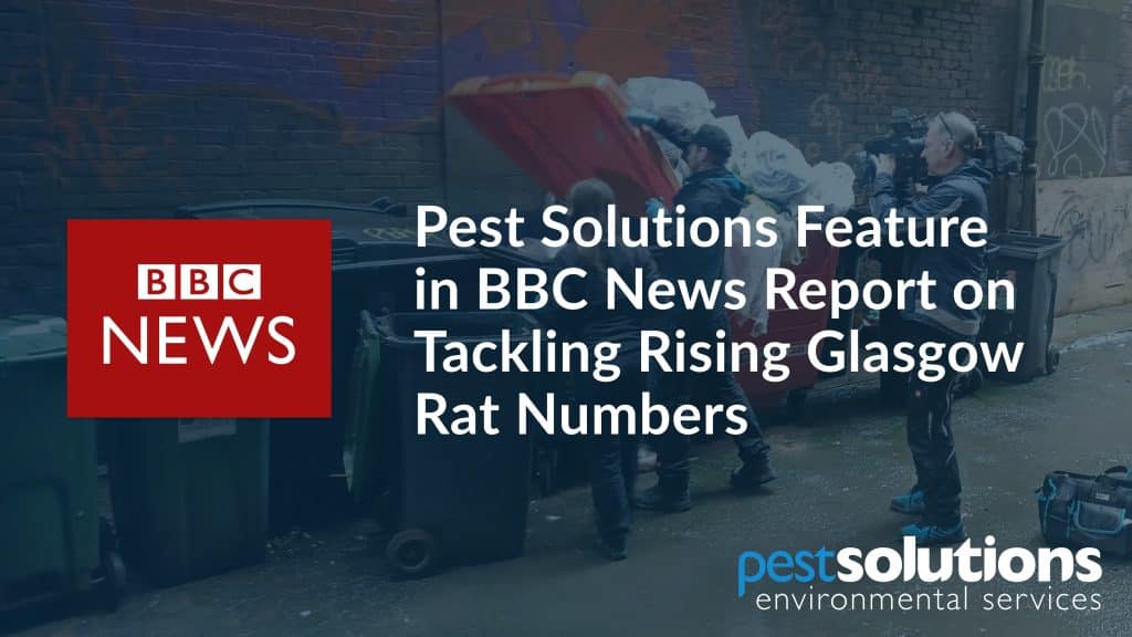 Pest Solutions appear on BBC News report on Glasgow Rising Rat Population