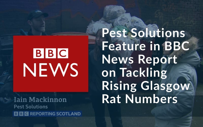 BBC-News-Feature-Rising-Glasgow-Rat-Numbers-2024-Pest-Solutions