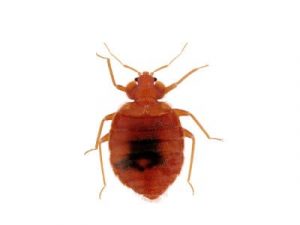 Bed Bug-Cimex-Lectularis-Pest-Solutions-Pest-Control
