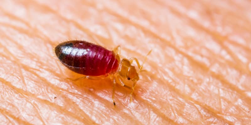 Bed Bugs (Cimex lectularis) - Pest Solutions - Pest Prevention