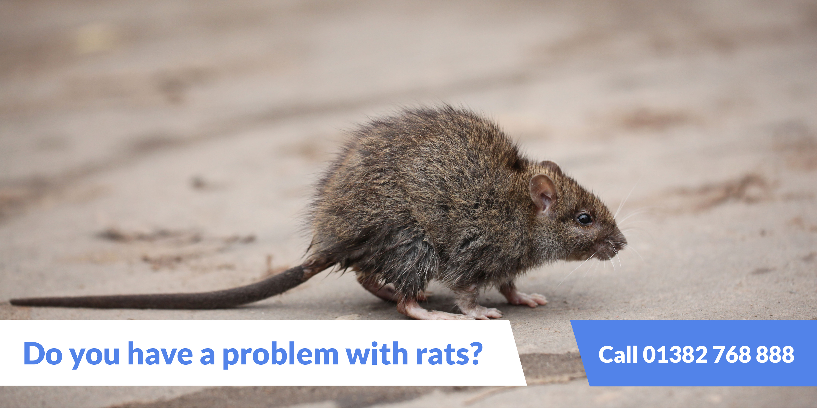 Rat Control Dundee  How to Get Rid of Rats