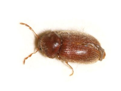 Biscuit Beetle (Stegobium Paniceum) - Pest Solutions - Pest Control