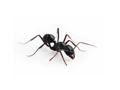 Black Ants (Lasius niger) - Pest Solutions - Pest Control