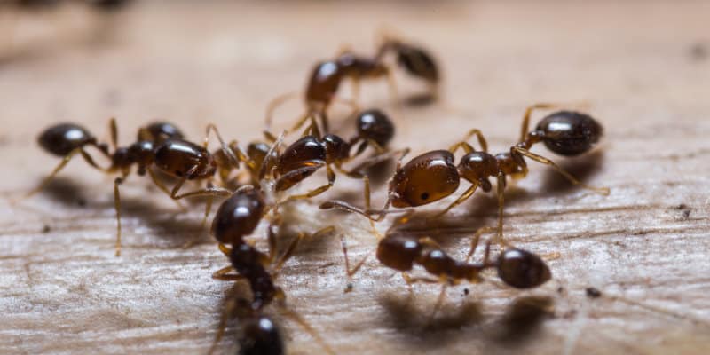 Black Ants (Lasius niger) - Pest Solutions - Pest Prevention