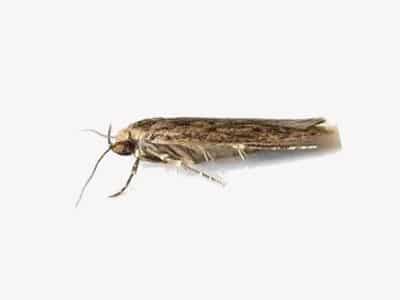 The White Shouldered House Moth - A Homeowners Guide