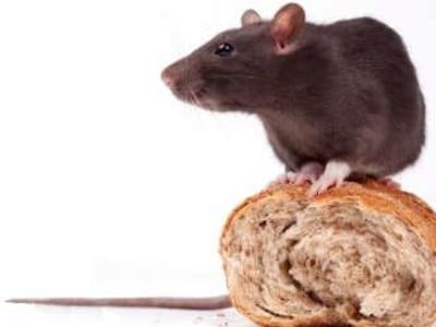 Brown Rats (Rattus norvegicus) - Pest Solutions - Pest Control