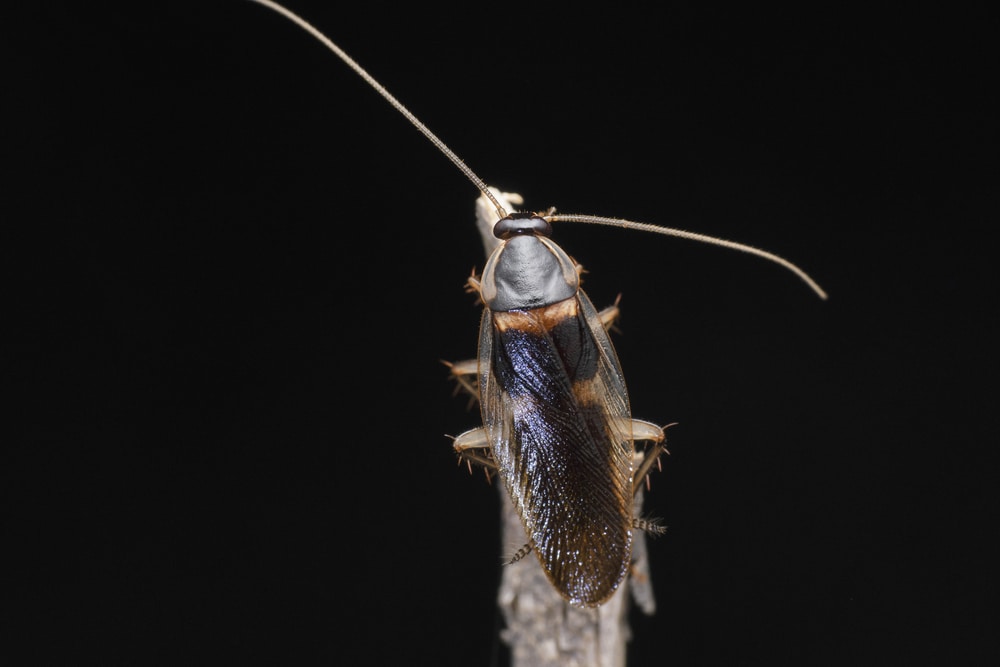 Brown banded cockroach (Supella longipalpa)