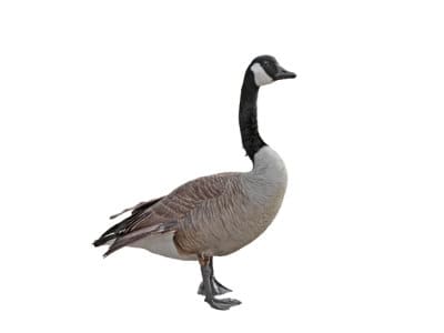 Canada Geese (Branta Canadensis) | Pest Library