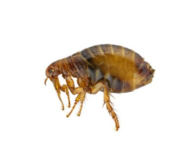 Cat-Fleas-Ctenocephalides-felis-Pest-Soluitons-Pest-Control