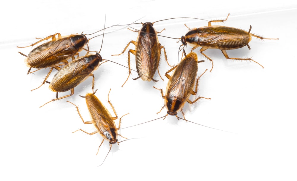 Cockroaches UK - Pest Solutions