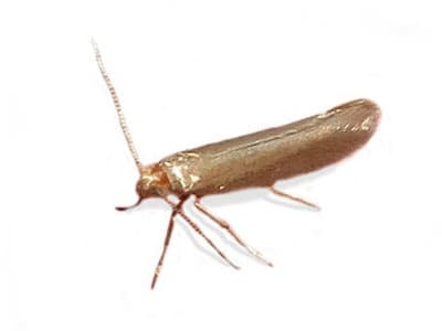 Common Clothes Moth (Tineola bisselliella) - Pest Solutions - Pest Control