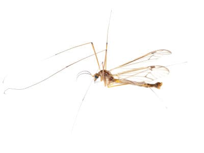 Crane-Flies-Tipulidae-spp.-Pest-Solutions-Pest-Control