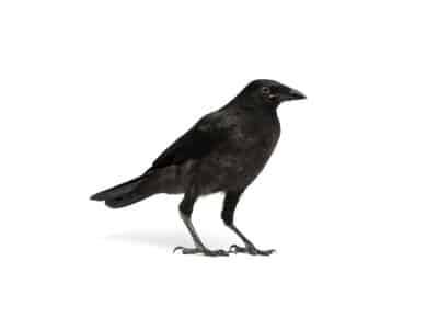 Crows-Corvidea-spp.-Pest-Solutions-Pest-Control