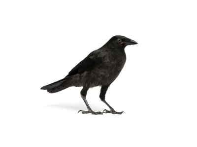 Crows (Corvidea spp.) - Pest Solutions - Pest Control