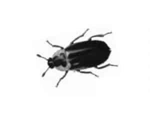 Dermestes-Beetle-Dermestidae-Spp.-Pest-Solutions-Pest-Control