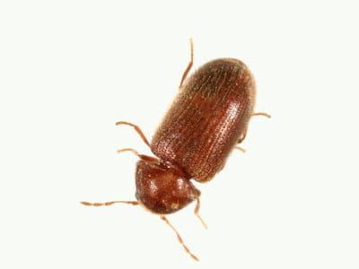 Drugstore Beetle (Stegobium paniceum) - Pest Solutions - Pest Control
