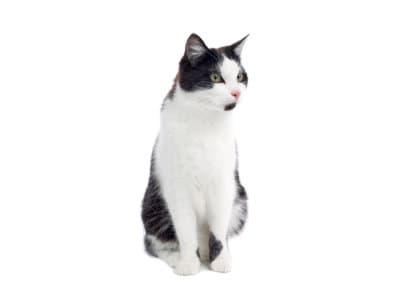 Feral-Cats-Felis-catus-Pest-Solutions-Pest-Control