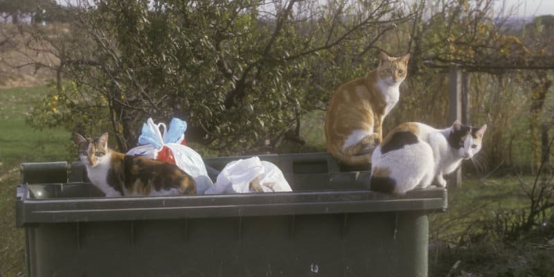 Feral Cats (Felis catus) - Pest Solutions - Pest Prevention