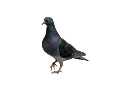 Feral-Pigeons-Columba-livia-Pest-Solutions-Pest-Control