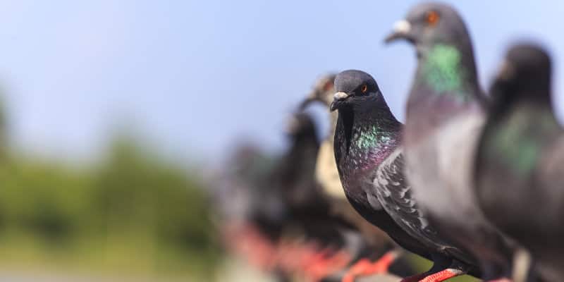 Feral Pigeons (Columba livia) - Pest Solutions - Pest Prevention