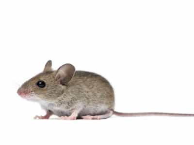 Field Mouse Apodemus Sylvaticus Pest Solutions Pest Control 1 - Pest Solutions