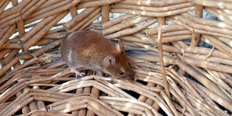 Field Mouse (Apodemus sylvaticus) - Pest Solutions - Pest Prevention Glasgow