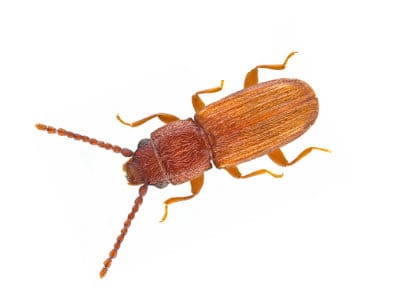 Flat Grain Beetle (Cryptolestes Pusillus) - Pest Solutions - Pest Control