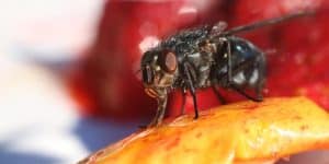 Fly Eating Sweet Fruit Macro Close-Up