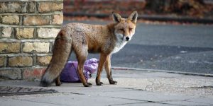 Fox Trapping Glasgow – Pest Solutions – Pest Prevention