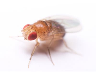 Fruit Flies (Drosophila spp.) - Pest Solutions - Pest Control