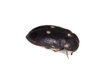 Fur Beetle (Attagenus pellio) - Pest Solutions - Pest Control