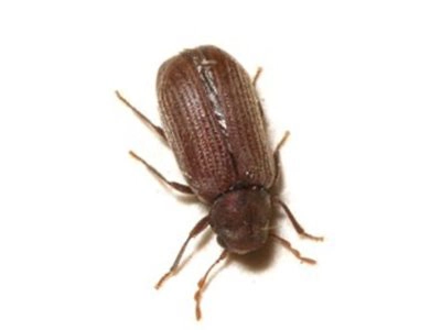 Furniture Beetle (Anobium punctatum) - Pest Solutions - Pest Control