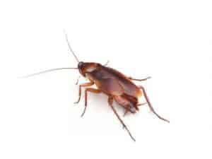German-Cockroaches-Blattella-germanica-Pest-Solutions-Pest-Control-1-300×225