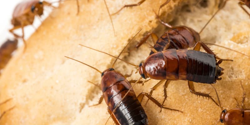 German Cockroaches (Blattella germanica) - Pest Solutions - Pest Prevention