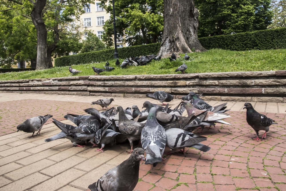 Get-rid-of-Feral-Pigeons