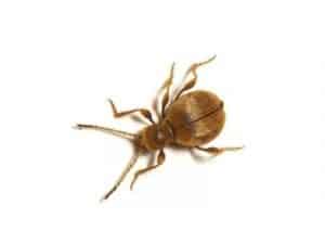 Golden-Spider-Beetle-Niptus-Hololeucus-Pest-Solutions-Pest-Control