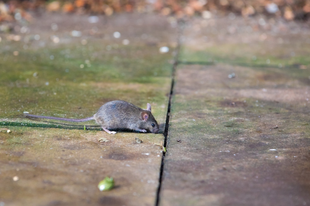 Grey house mouse