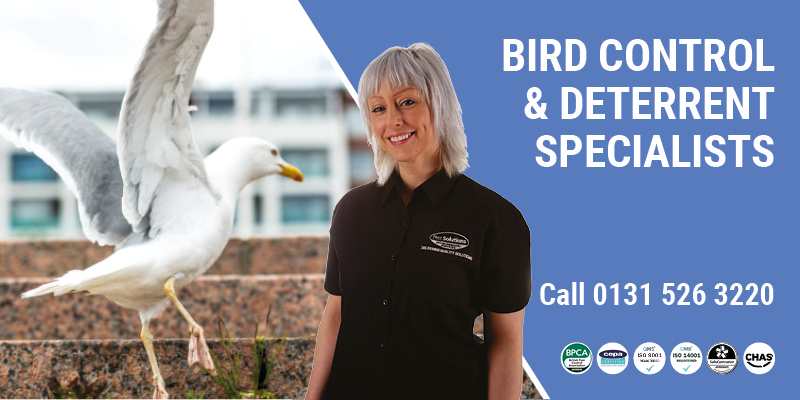 Pest Bird Control Edinburgh