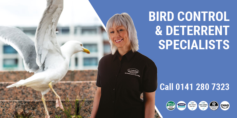 Bird Control Glasgow