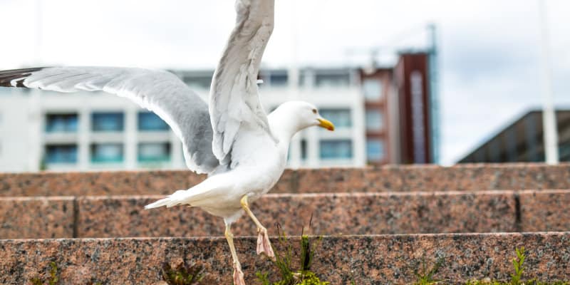 Gull Control Glasgow - Seagull - Pest Solutions - Pest Bird Control
