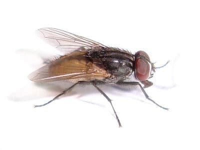 House Flies (Musca domestica) - Pest Solutions - Pest Control