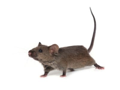 House-Mouse-Mus-domesticus-Pest-Solutions-Pest-Control