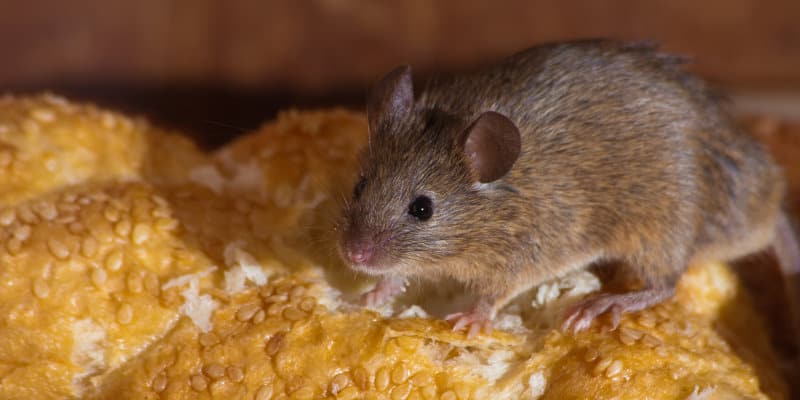 House Mouse (Mus domesticus) - Pest Solutions - Pest Prevention Glasgow