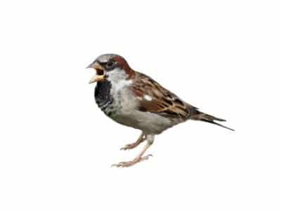 House-Sparrows-Passer-domesticus-Pest-Solutions-Pest-Control