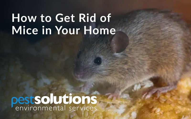 How to get rid of mice - Mus Musculus