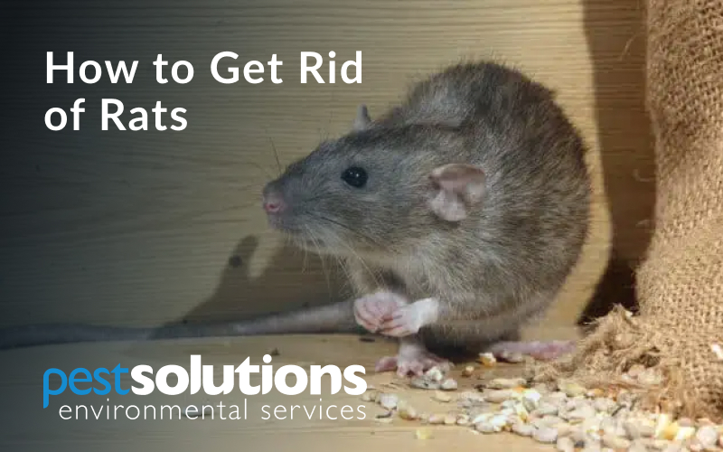 Brown-Rat-Removal-Pest-Solutions