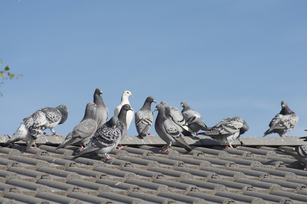 How-to-get-rid-of-pigeons-on-roof