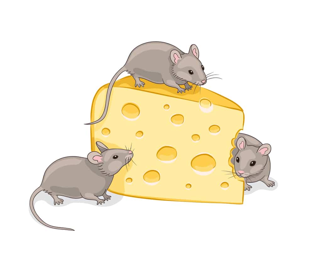 How-to-get-rid-of-rats-vector-House-Mice-with-cheese